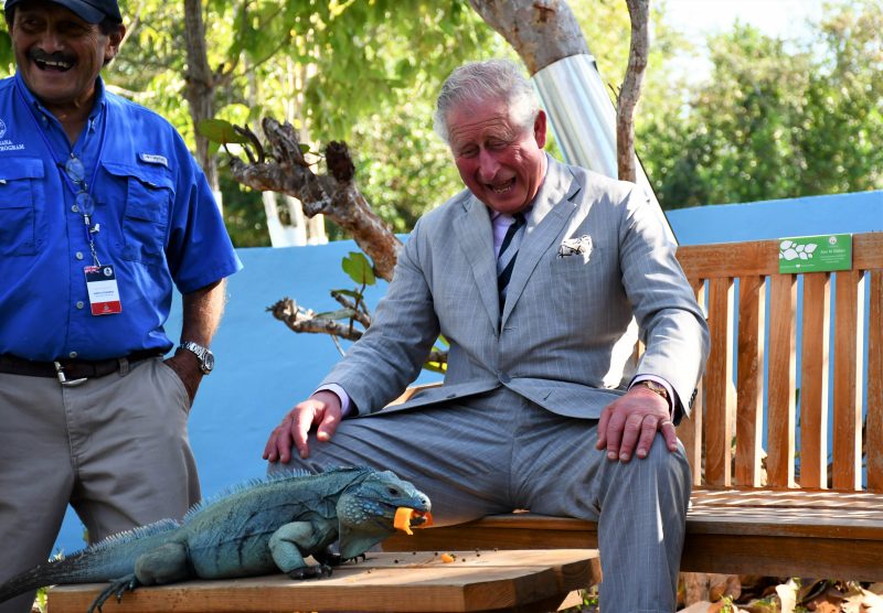 National Trust Blue Iguana Conservation