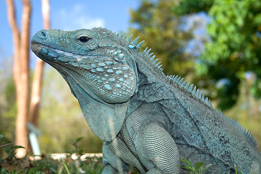 Blue Iguana