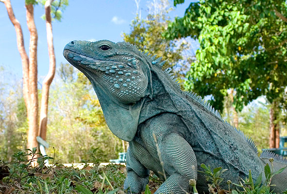 Tours-Blue-Iguana