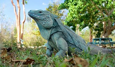 National Trust Cayman Blue Iguana