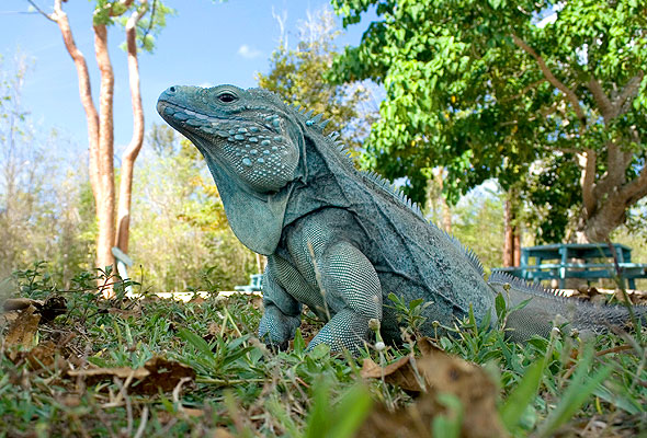 National Trust Cayman Blue Iguana