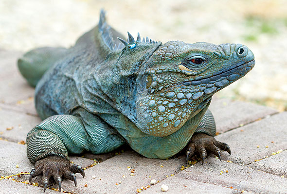 Blue best sale iguana reptile