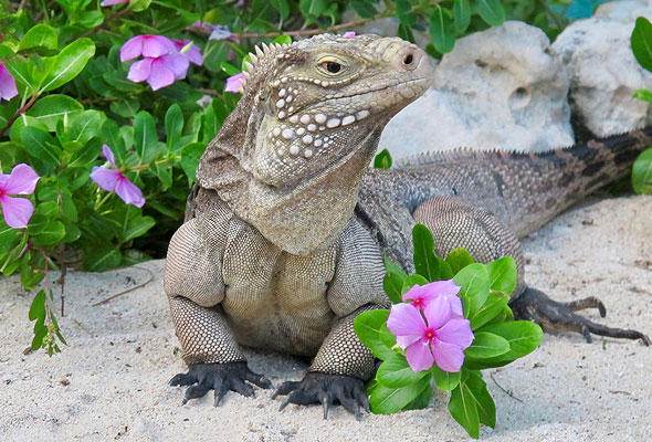 National Trust Cayman Sister Islands Rock Iguana