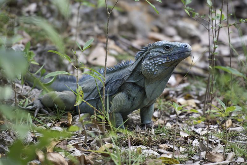 National Trust Cayman Blue Iguana