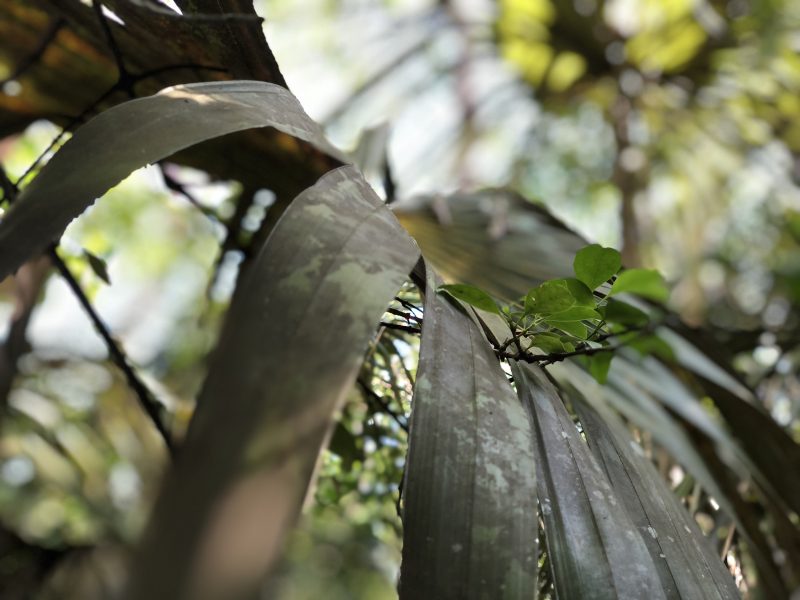 National Trust Cayman Mastic Trail