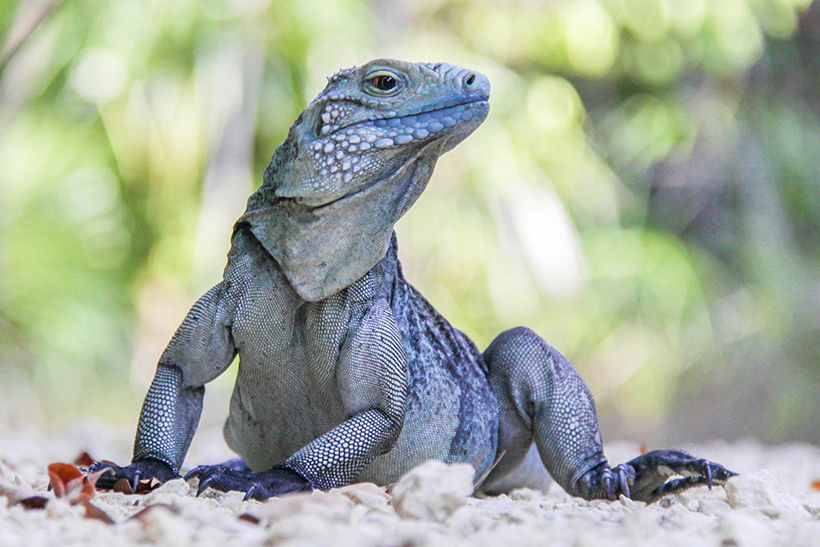 Blue Iguana