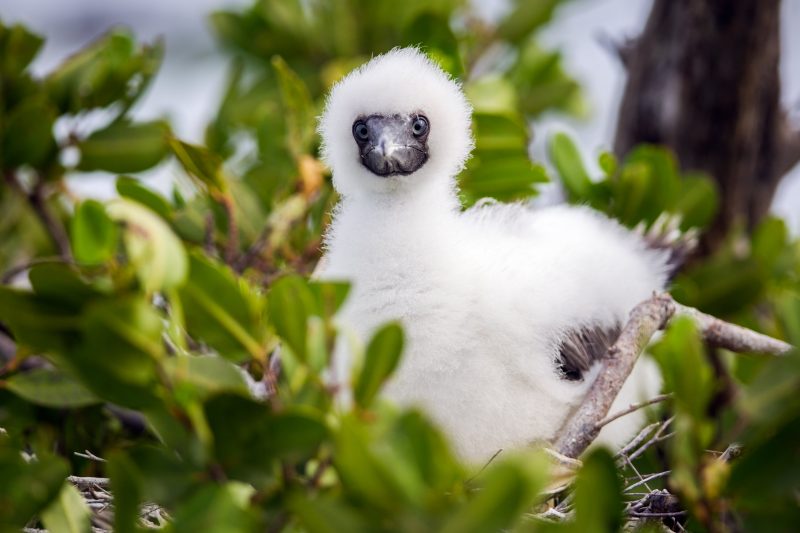 Cayman Islands Brown Booby