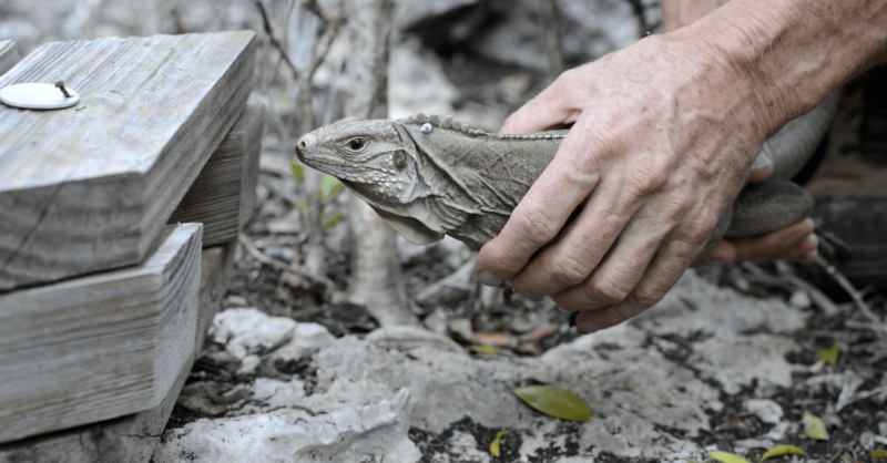 National Trust Cayman Blue Iguana