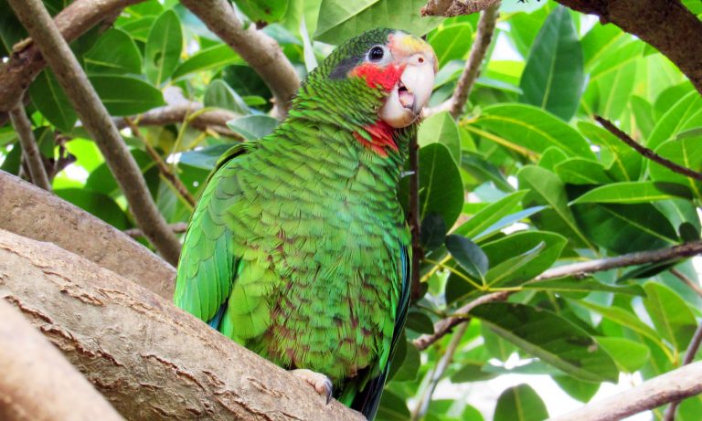 Parrots a link to Cayman’s past - National Trust for the Cayman Islands