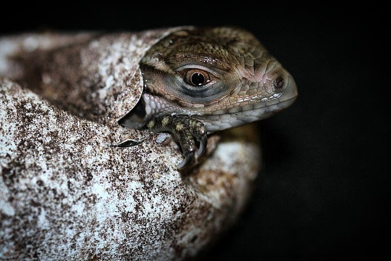 First Blue Iguana Hatchlings for 2019 - National Trust for the Cayman ...