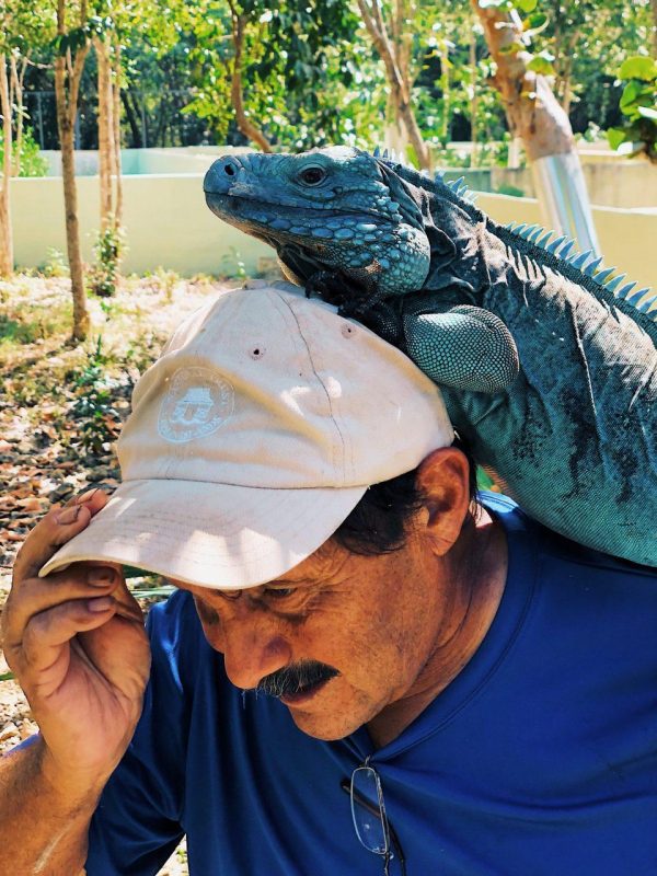 National Trust Cayman Blue Iguana