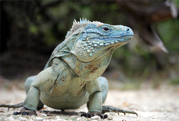 Blue 2024 iguana reptile