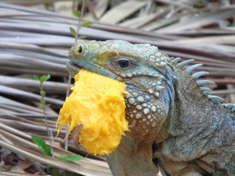 Press Release Blue Iguana Gardens National Trust for the Cayman Islands