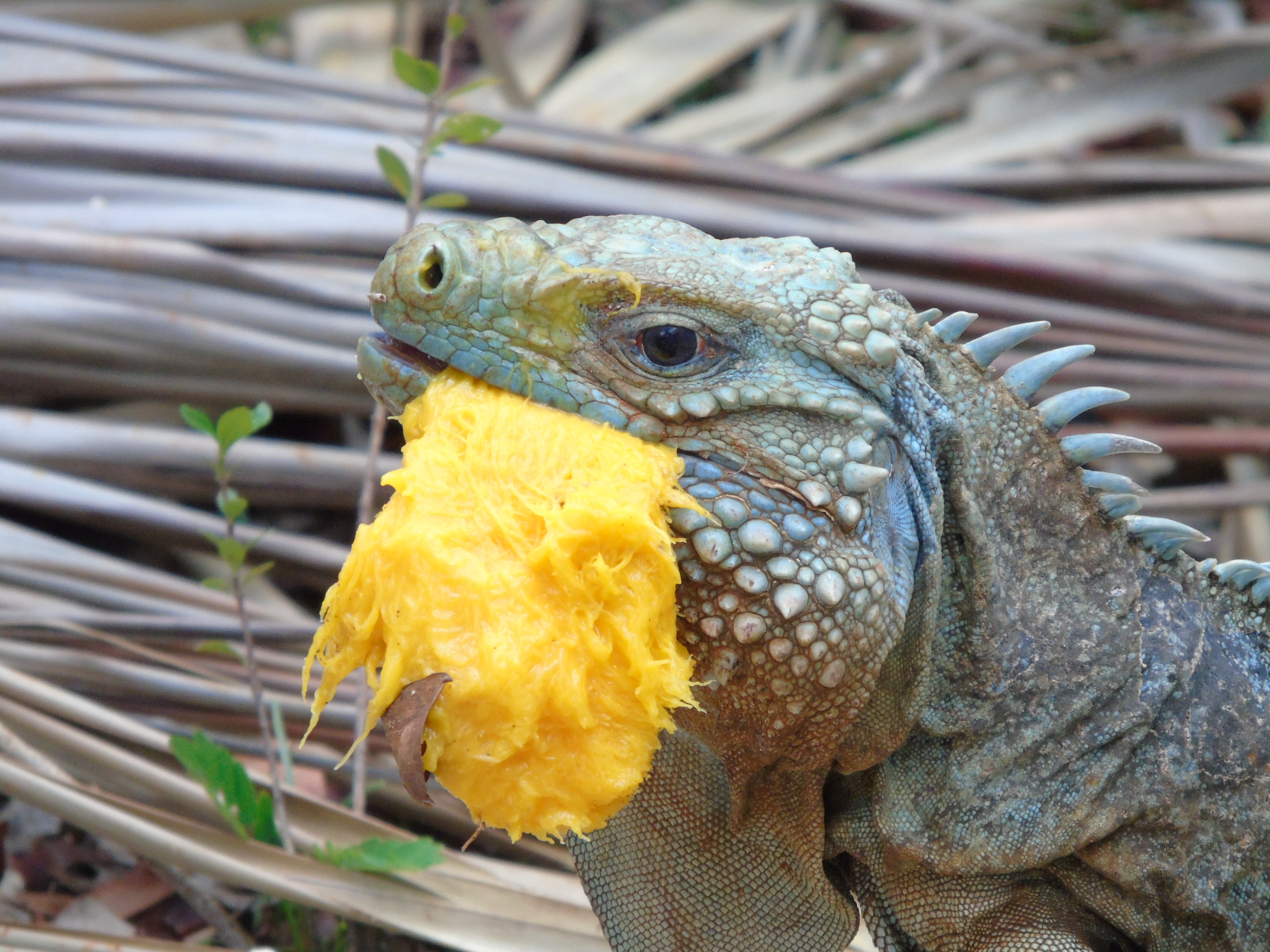 iguana pellets