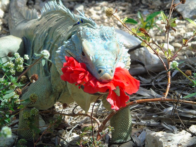 Blue Iguana Gardens National Trust for the Cayman Islands